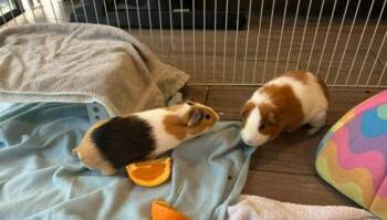 Rescue Guinea Pig Guinea Pigs for Adoption in Palm Harbor, Florida - Pumpkin And Snickers | PetCurious